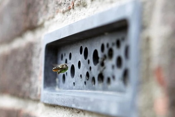 מקום מושבת דבורים בתוך קירות בניינים