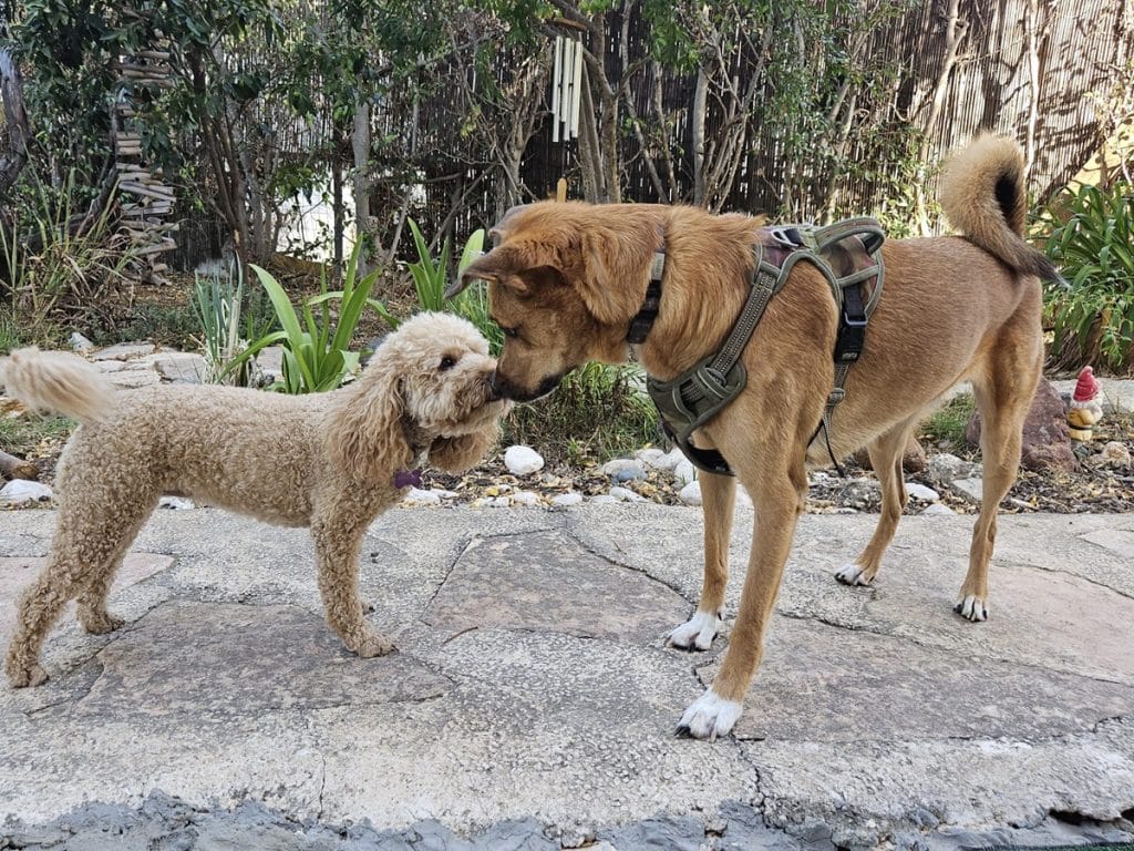 כלבים בגינת כלבים משחקים ומוציאים אנרגיה