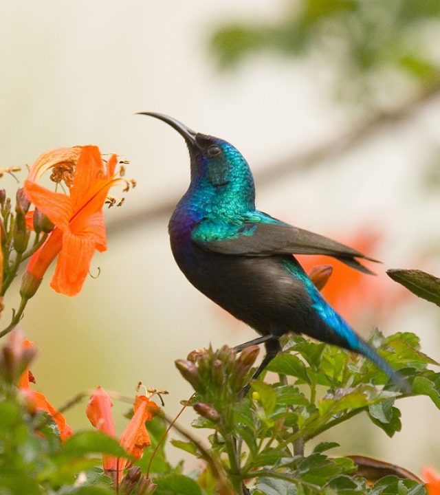 מין ציפור צבעוני ויפה. קהילה למען הטבע