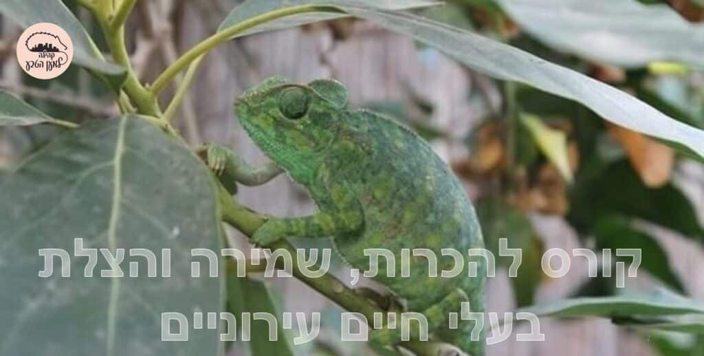 חומרים לקורס טבע עירוני, בעלי חיים, זיקית בעיר
