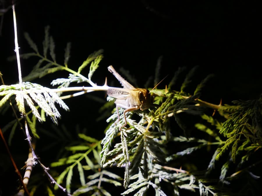 סיור לילי בפארק הרצליה 3, צילום בעלי חיים ליליים, שמירה על הטבע