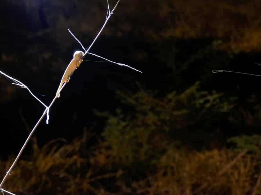 סיור לילי בפארק הרצליה 4, צילום בעלי חיים ליליים, שמירה על הטבע